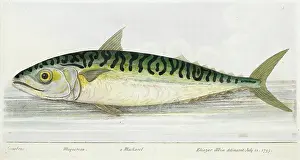 Mackerel Prints: A Mackerel