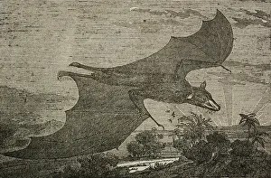 1835 Prints: Malayan flying fox (Pteropus vampyrus)