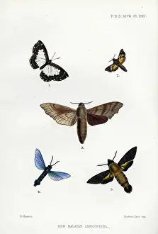 Antonio Stradivari Prints: Malayan Lepidoptera (print)