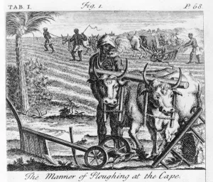 The Manner of Ploughing at the Cape, an illustration in The Present State of The Manner of Ploughing at the Cape, an illustration in The Present State of