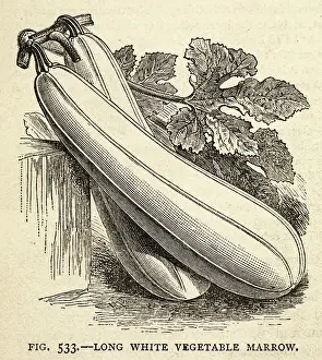 Marrow Prints: Marrow