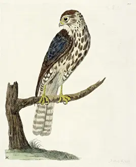 The Merlin