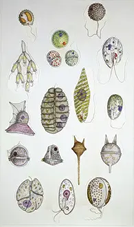 Biology Botany Prints: Metamonad