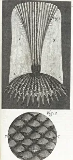 1660s Prints: Micrographia