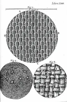 1660s Prints: Micrographia