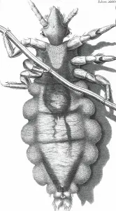 1660s Prints: Micrographia