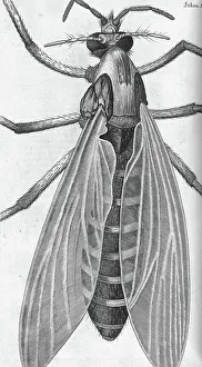 1660s Prints: Micrographia