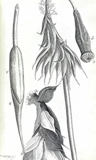 1660s Prints: Micrographia