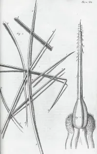 1660s Prints: Micrographia