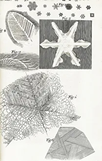 1660s Prints: Micrographia