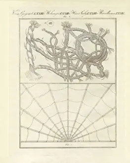 Microscopy Prints: Microscopic objects (coloured engraving)