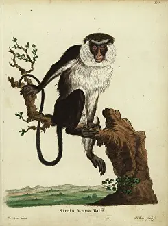 Jacques De Seve Prints: Mona monkey or mona guenon, Cercopithecus mona