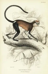 Mona monkey or mona guenon, Cercopithecus mona. Handcoloured steel engraving by W.H. Lizars after an illustration by James Stewart from Sir William Jardine's Naturalist's Library: Monkeys, Edinburgh, 1844