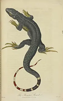 Lizard Prints: The monitor lizard