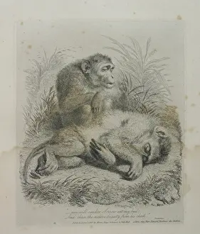 Monkeys