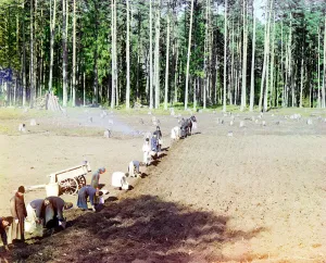 Monks planting potatoes near the Gethsemane Monastery, Volga River, Russian Empire Monks planting potatoes near the Gethsemane Monastery, Volga River, Russian Empire