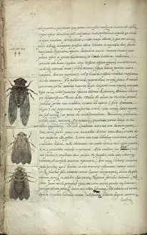 Moth Prints: Moths. Text