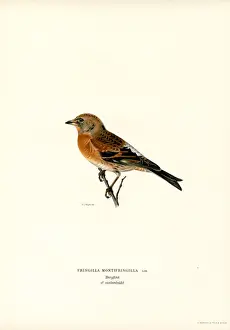 Mountain Finch (colour litho)