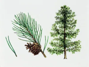 Needle Prints: Mountain pine, Dwarf mountain pine