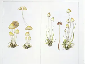 Bunch Prints: Mushrooms