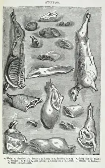 Cookbook Prints: Mutton. Various joints and cuts of mutton