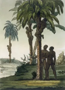 Natives climb palms using sling halters around their hips, 1820s/30s (colour litho) Natives climb palms using sling halters around their hips, 1820s/30s (colour litho)