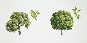 Oak (Quercus sp.)