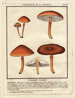 Champignon Prints: The ocrace agaric (Agaricus ochraceus)