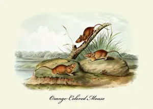 Orange Prints: Orange Colored Mouse