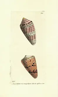 Conchology Prints: Orange flag and cobweb cone shells