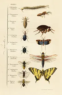 Blister Beetle Prints: Orders of Insects