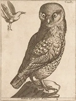 Archive Prints: An Owl