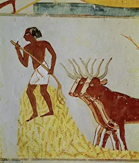 Cereal Prints: Oxen threshing corn