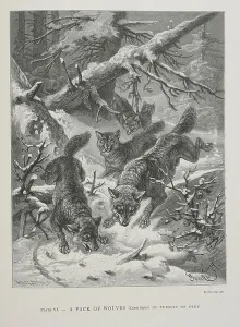 Wallace Alfred Russel 1823 1913 Prints: A pack of Wolves