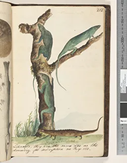 Page 212. Lizards, they are the same size as the drawing, 1810-17 (w/c & manuscript text) Page 212. Lizards, they are the same size as the drawing, 1810-17 (w/c & manuscript text)