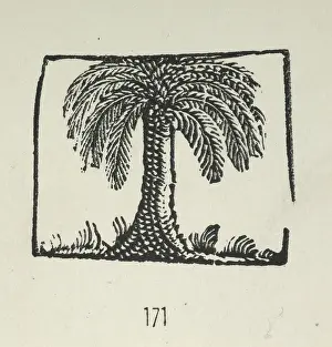 One Object Prints: A palm tree