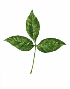 Images Dated 21st November 2024: Palmately compound leaf