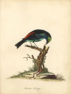Paradise tanager, Tangara chilensis. (Tanagra tatao) Handcoloured copperplate engraving of an illustration by William Paradise tanager, Tangara chilensis. (Tanagra tatao) Handcoloured copperplate engraving of an illustration by William