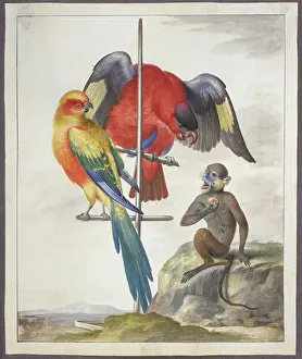 Two parrots and a monkey