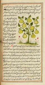 Pear Prints: A pear tree