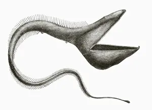 Electrical Eels Prints: Pelican Eel or Eurypharynx pelecanoides