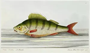 Fins Prints: A Perch