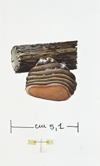 Basidiomycota Prints: Phellinus pomaceus
