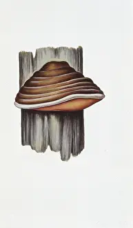 Biology Botany Prints: Phellinus robustus