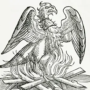 Flame Prints: Phoenix
