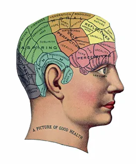 Phrenology Prints: Phrenological Chart