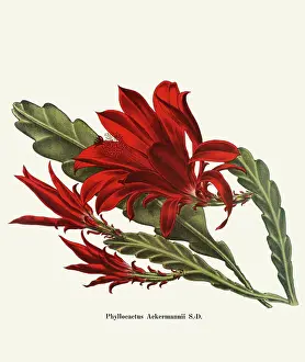 Cactus Prints: Phyllocactus Ackermannii SD