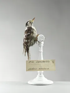 Aime Jules Dalou Prints: Pic epeichette (Dendrocops minor) - Lesser Spotted Woodpecker - Museum d'histoire naturelle de Marseille