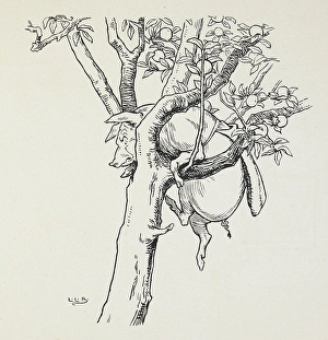 A pig stuck in a tree