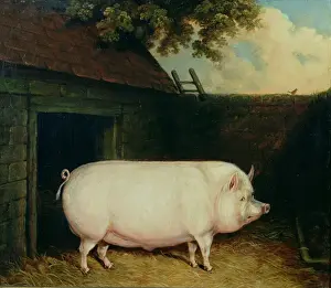 Peter Monamy Prints: A Pig in its Sty